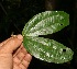  ( - BioBot05229)  @11 [ ] Copyright (2010) Unspecified Unspecified