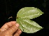  ( - BioBot05230)  @11 [ ] Copyright (2010) Unspecified Unspecified