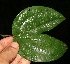  ( - BioBot05230)  @11 [ ] Copyright (2010) Unspecified Unspecified