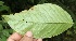  ( - BioBot05245)  @11 [ ] Copyright (2010) Unspecified Unspecified