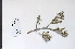  (Salix candida - 09PROBE-05006)  @11 [ ] Copyright (2010) Unspecified Unspecified