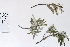  (Salix alaxensis - 09PROBE-05524)  @11 [ ] Copyright (2010) Unspecified Unspecified
