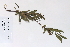  (Salix pellita - 09PROBE-05549)  @11 [ ] Copyright (2010) Unspecified Unspecified