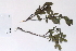  (Salix pseudomyrsinites - 09PROBE-05621)  @11 [ ] Copyright (2010) Unspecified Unspecified