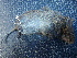  ( - AD4IG37)  @11 [ ] CreativeCommons - Attribution Non-Commercial Share-Alike (2015) Unspecified University of California, Santa Barbara