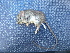  ( - AD5JF29)  @11 [ ] CreativeCommons - Attribution Non-Commercial Share-Alike (2015) Unspecified University of California, Santa Barbara