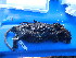  (Otomys orestes - AD4IO04)  @11 [ ] CreativeCommons - Attribution Non-Commercial Share-Alike (2015) Hillary Young UC Santa Barbara