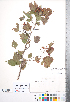  (Crataegus phaenopyrum - CCDB-18301-B02)  @11 [ ] Copyright (2012) Tim Dickinson Royal Ontario Museum