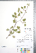  (Crataegus purpurella - CCDB-18301-F02)  @11 [ ] No Rights Reserved (2014) Deb Metsger Royal Ontario Museum