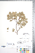  ( - CCDB-18301-E02)  @11 [ ] No Rights Reserved (2014) Deb Metsger Royal Ontario Museum