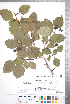  ( - CCDB-18301-B01)  @11 [ ] No Rights Reserved (2014) Deb Metsger Royal Ontario Museum