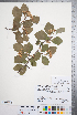  (Crataegus atrovirens - CCDB-18301-H02)  @11 [ ] No Rights Reserved (2014) Deb Metsger Royal Ontario Museum