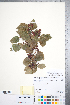 (Crataegus okanaganensis - CCDB-18301-E01)  @11 [ ] No Rights Reserved (2014) Deb Metsger Royal Ontario Museum