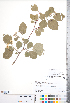  ( - CCDB-18301-E04)  @11 [ ] No Rights Reserved (2014) Deb Metsger Royal Ontario Museum