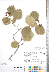  ( - CCDB-18301-C04)  @11 [ ] No Rights Reserved (2014) Deb Metsger Royal Ontario Museum