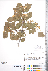  ( - CCDB-18301-D04)  @11 [ ] No Rights Reserved (2014) Deb Metsger Royal Ontario Museum