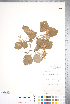  ( - CCDB-18301-G04)  @11 [ ] No Rights Reserved (2014) Deb Metsger Royal Ontario Museum