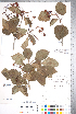  (Crataegus jonesiae - CCDB-18301-H04)  @11 [ ] Copyright (2012) Tim Dickinson Royal Ontario Museum