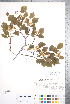  ( - CCDB-18301-H03)  @11 [ ] No Rights Reserved (2014) Deb Metsger Royal Ontario Museum