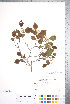  ( - CCDB-18301-G03)  @11 [ ] No Rights Reserved (2014) Deb Metsger Royal Ontario Museum