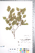  ( - CCDB-18301-A02)  @11 [ ] No Rights Reserved (2014) Deb Metsger Royal Ontario Museum