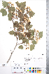  (Crataegus magniflora - CCDB-18301-C06)  @11 [ ] No Rights Reserved (2014) Deb Metsger Royal Ontario Museum