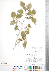 ( - CCDB-18301-D06)  @11 [ ] No Rights Reserved (2014) Deb Metsger Royal Ontario Museum