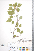  ( - CCDB-18301-A05)  @11 [ ] No Rights Reserved (2014) Deb Metsger Royal Ontario Museum