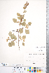  ( - CCDB-18301-H06)  @11 [ ] No Rights Reserved (2014) Deb Metsger Royal Ontario Museum