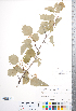  ( - CCDB-18301-G06)  @11 [ ] No Rights Reserved (2014) Deb Metsger Royal Ontario Museum