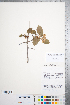  ( - CCDB-18301-G05)  @11 [ ] No Rights Reserved (2014) Deb Metsger Royal Ontario Museum