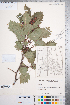  ( - CCDB-18301-H05)  @11 [ ] No Rights Reserved (2014) Deb Metsger Royal Ontario Museum