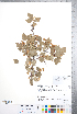  ( - CCDB-18301-G09)  @11 [ ] No Rights Reserved (2014) Deb Metsger Royal Ontario Museum