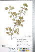  ( - CCDB-18301-H09)  @11 [ ] No Rights Reserved (2014) Deb Metsger Royal Ontario Museum