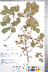  (Crataegus sheridana - CCDB-18301-A08)  @11 [ ] Copyright (2012) Tim Dickinson Royal Ontario Museum