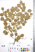  ( - CCDB-18301-H08)  @11 [ ] No Rights Reserved (2014) Deb Metsger Royal Ontario Museum