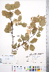  ( - CCDB-18301-B07)  @11 [ ] No Rights Reserved (2014) Deb Metsger Royal Ontario Museum