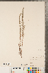  ( - CCDB-22989-H01)  @11 [ ] No Rights Reserved (2014) Deb Metsger Royal Ontario Museum