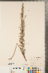  ( - CCDB-22989-G01)  @11 [ ] No Rights Reserved (2014) Deb Metsger Royal Ontario Museum