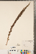  ( - CCDB-22989-F01)  @11 [ ] No Rights Reserved (2014) Deb Metsger Royal Ontario Museum