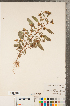  ( - CCDB-22989-B02)  @11 [ ] No Rights Reserved (2014) Deb Metsger Royal Ontario Museum
