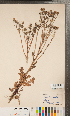  (Crepis vesicaria subsp. haenseleri - CCDB-24896-C01)  @11 [ ] Copyright (2015) Deb Metsger Royal Ontario Museum