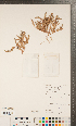  ( - CCDB-24896-B05)  @11 [ ] Copyright (2015) Deb Metsger Royal Ontario Museum