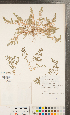  ( - CCDB-24896-A05)  @11 [ ] Copyright (2015) Deb Metsger Royal Ontario Museum