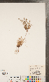  ( - CCDB-24896-H06)  @11 [ ] Copyright (2015) Deb Metsger Royal Ontario Museum