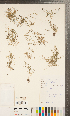  ( - CCDB-24896-D07)  @11 [ ] Copyright (2015) Deb Metsger Royal Ontario Museum