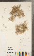  ( - CCDB-24896-B07)  @11 [ ] Copyright (2015) Deb Metsger Royal Ontario Museum