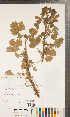  (Potentilla biennis - CCDB-24897-C01)  @11 [ ] Copyright (2015) Deb Metsger Royal Ontario Museum