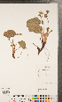  ( - CCDB-24897-H02)  @11 [ ] Copyright (2015) Deb Metsger Royal Ontario Museum