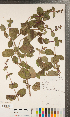  ( - CCDB-24897-G03)  @11 [ ] Copyright (2015) Deb Metsger Royal Ontario Museum